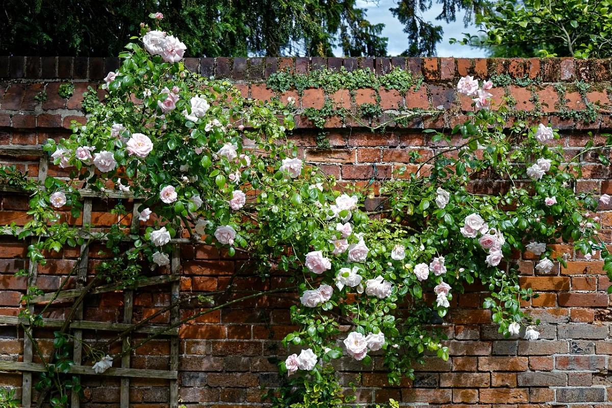 Houten tuintrellis tegen een bakstenen muur met roze klimrozen