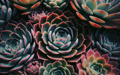 Sempervivum Succes: Eenvoudige Gids voor Stralende ‘Hens and Chicks’